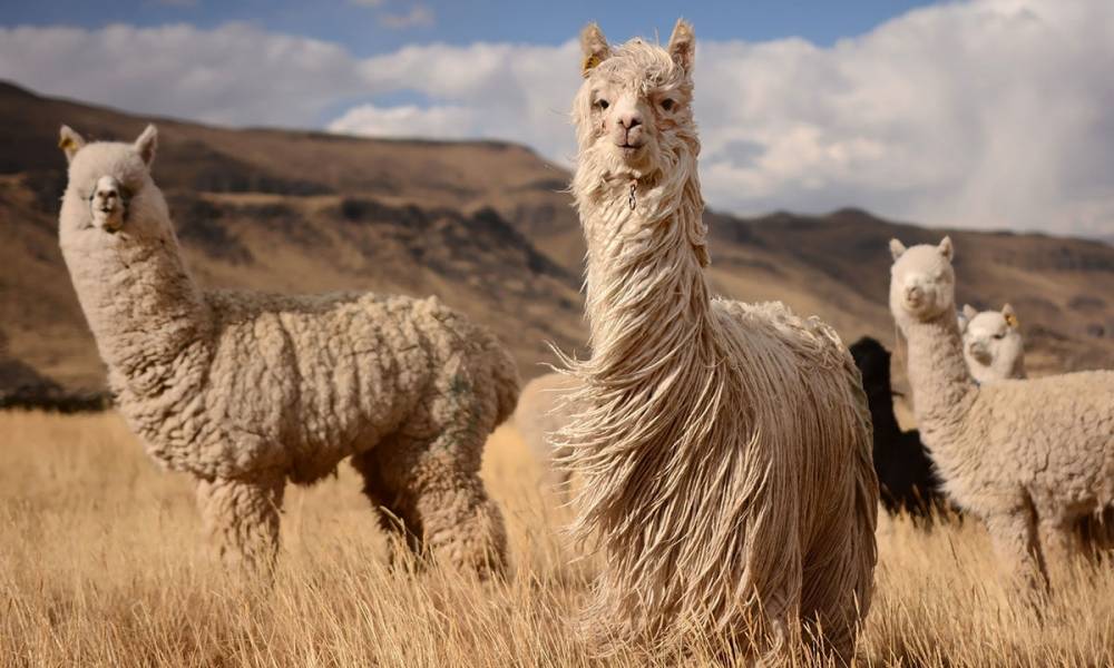 Alpacas of Shemakha: your unique experience!