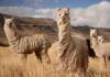 Alpacas of Shemakha: your unique experience!