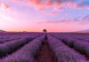 Lavender fields