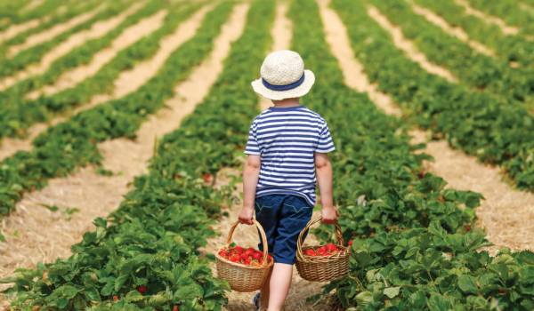 Nurturing Sustainable Tourism: A Professional Perspective on Global Agro-Tourism, with a Focus on Azerbaijan