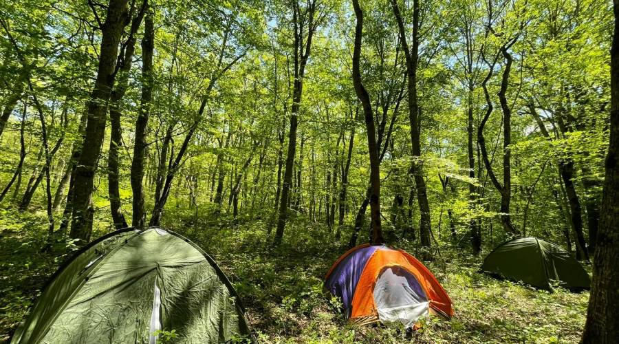 Azerbaijan | Altiagach - Frisaga