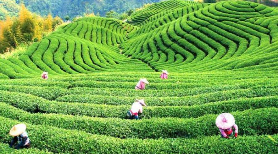 Lerikin mədəni həyatı