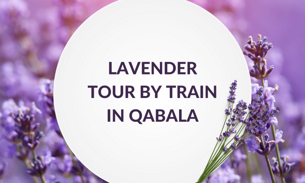 Qəbələdə qatarla lavanda turu