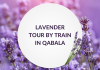 Lavender tour by train in Gabala
