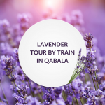 Lavender tour by train in Gabala