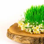 Novruzu Azərbaycanda qeyd edin - Sehrli Bahar Səyahəti! 